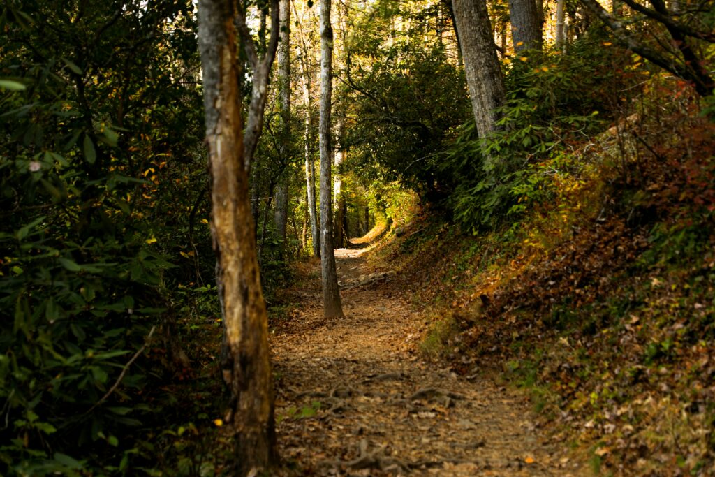 Trail through forest surrounded by trees